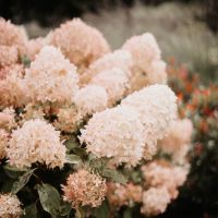 Charlotte Nelson Photography 204605